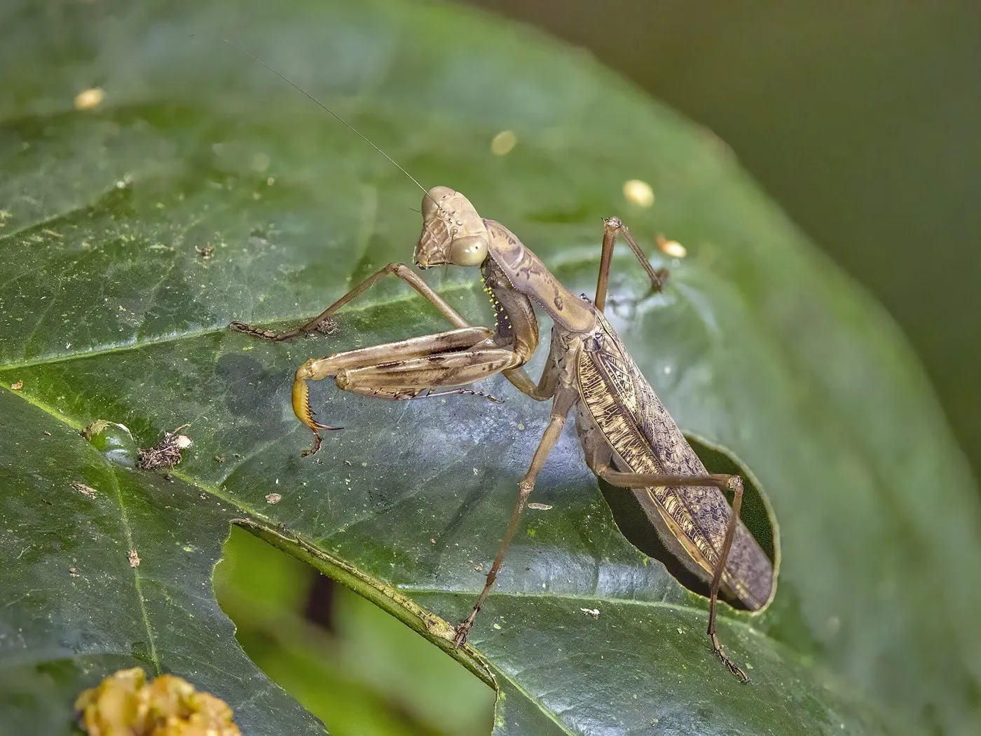Afrikanische Gottesanbeterin (Sphodromantis lineola)
