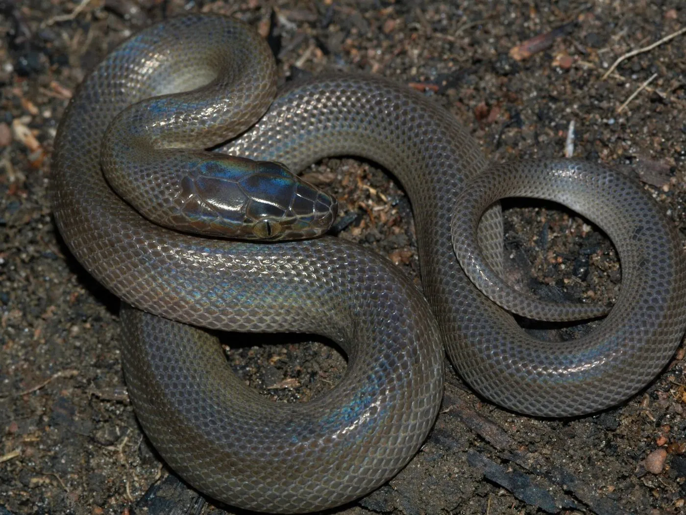 Afrikanische Hausschlange (Boaedon fuliginosus)