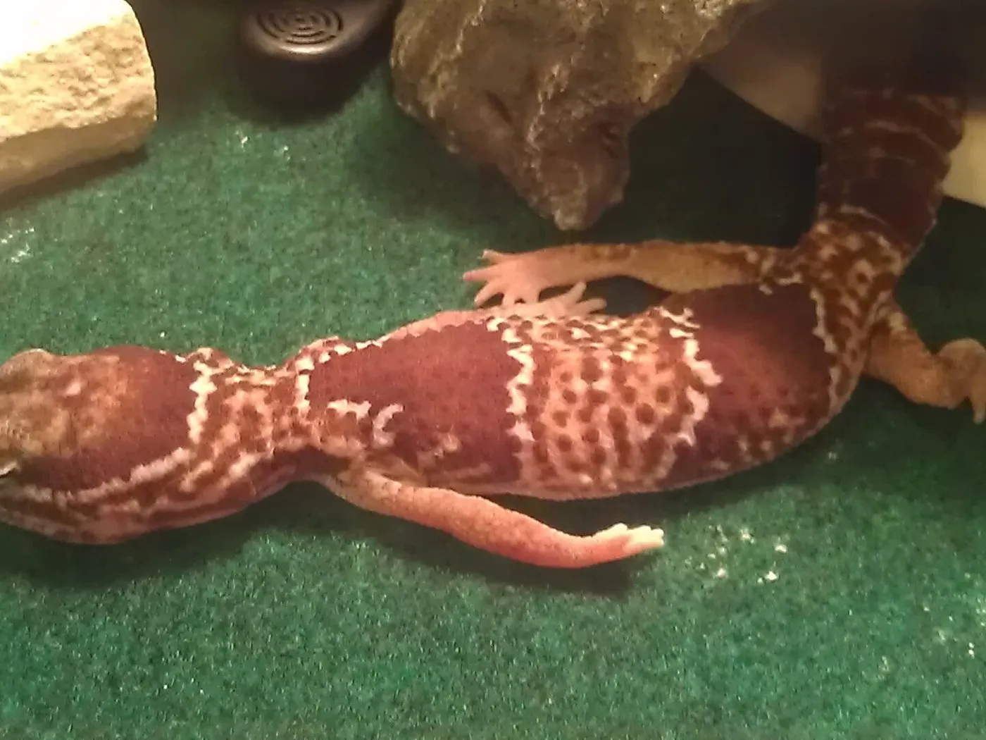Afrikanischer Fettschwanzgecko (Hemitheconyx caudicinctus)