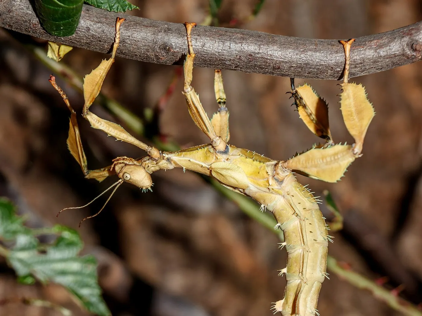 Australische Gespenstschrecke (Extatosoma tiaratum)