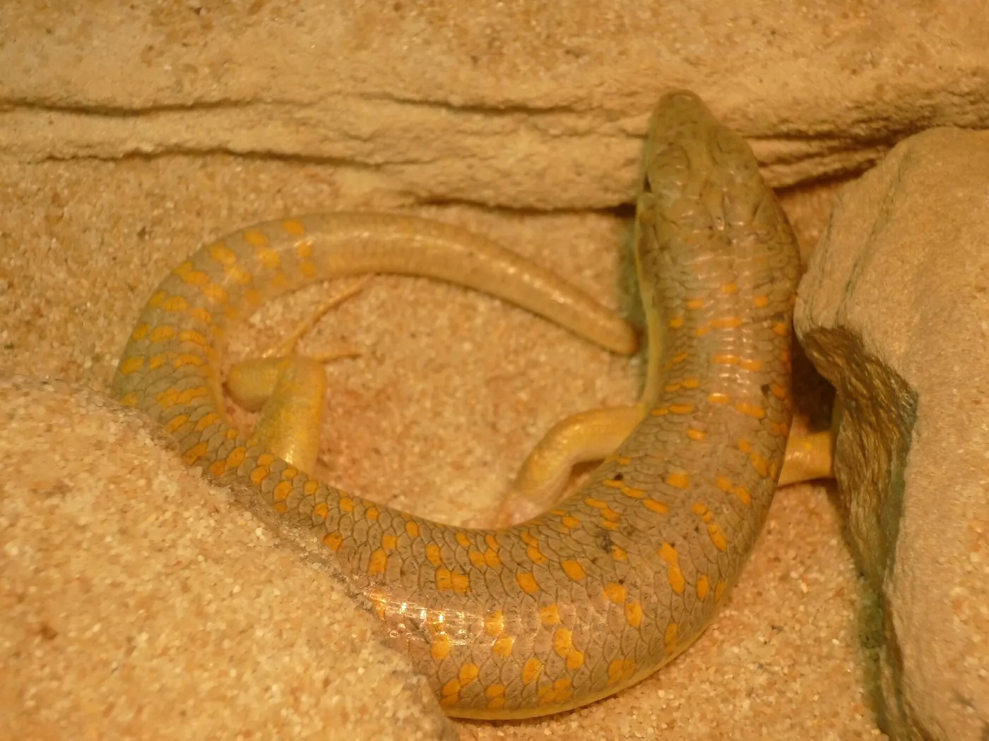 Berberskink (Eumeces schneiderii)
