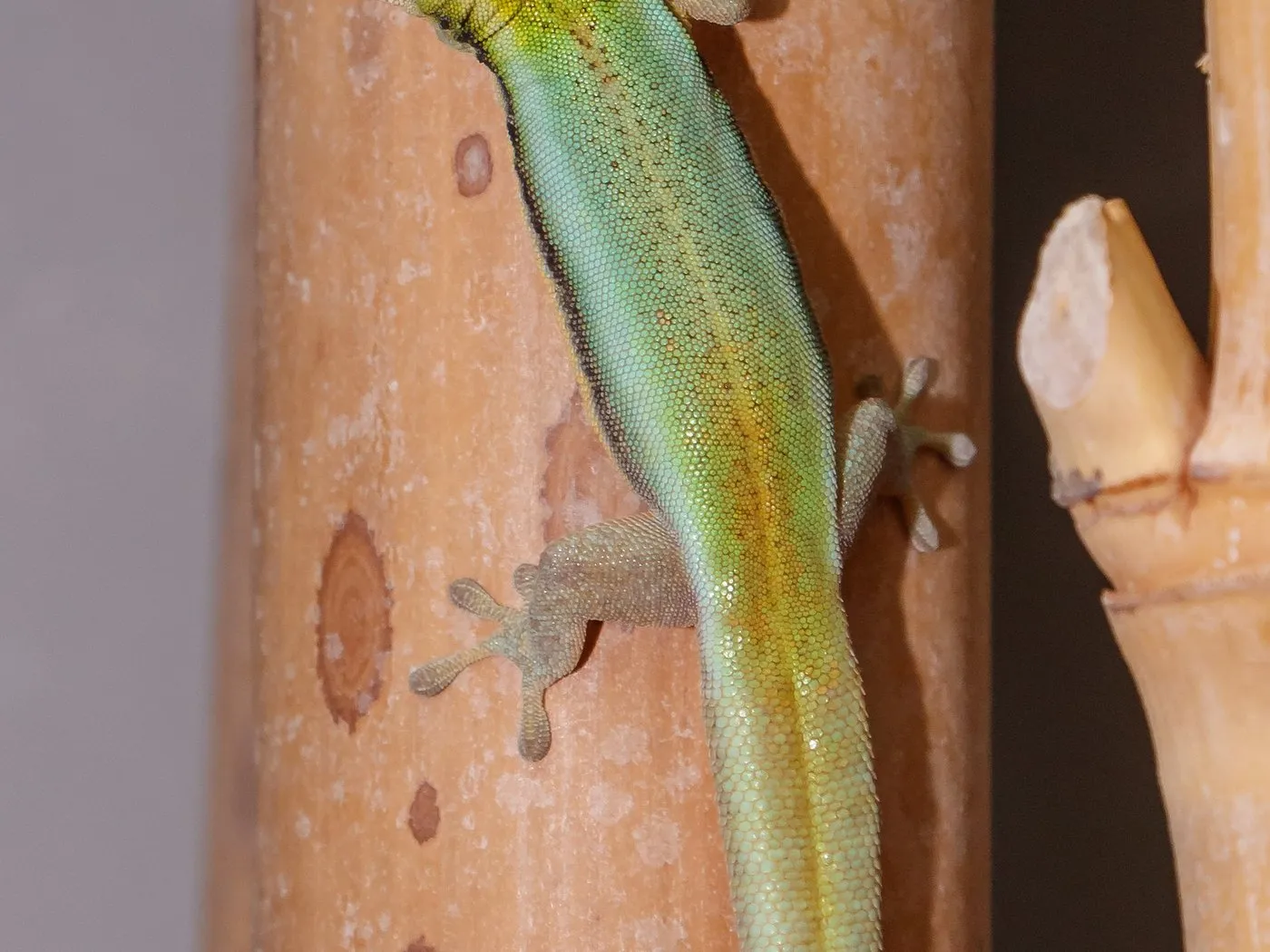 Blauer Bambusgecko (Phelsuma klemmeri)