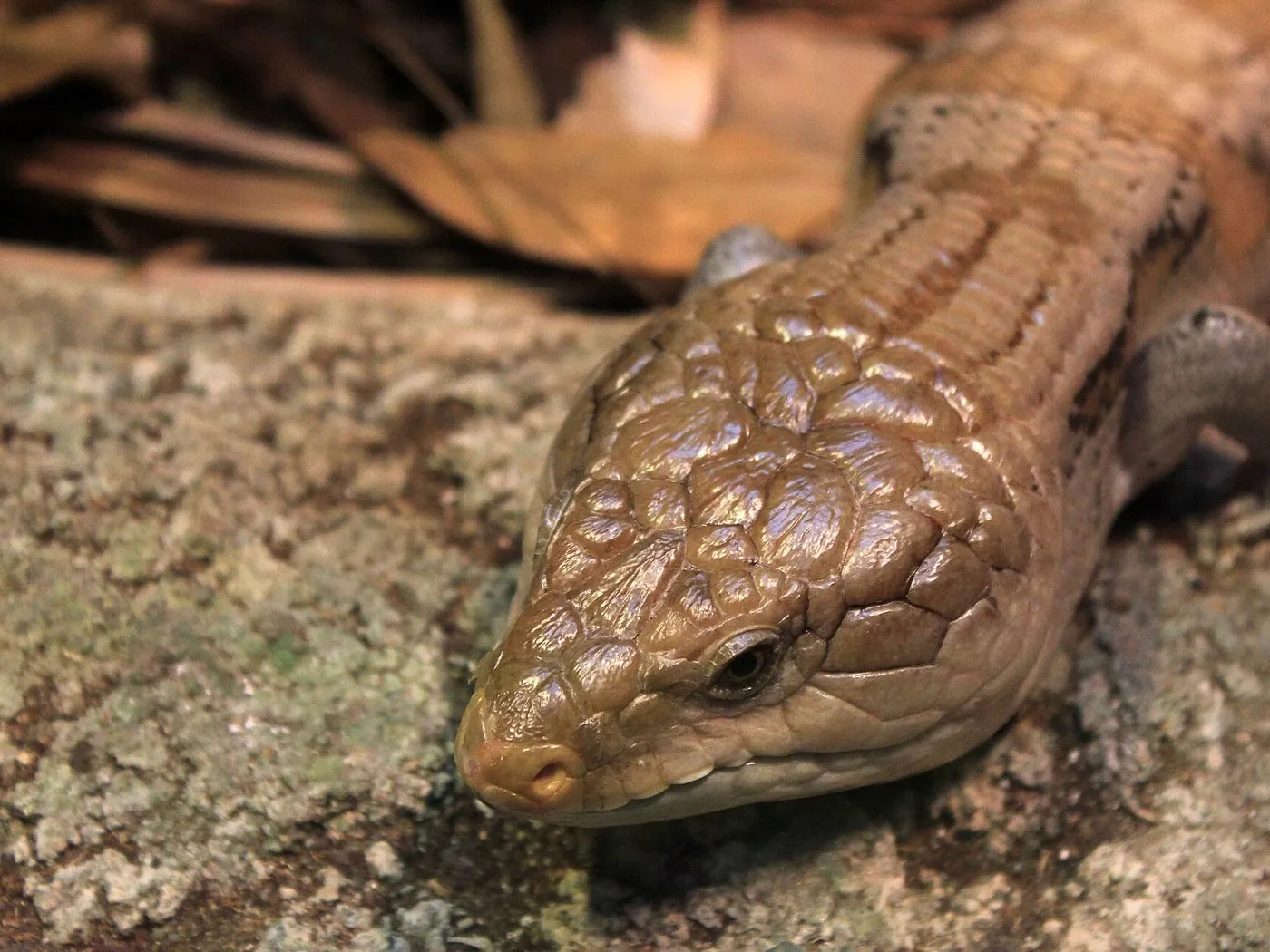 Blauzungenskink (Tiliqua scincoides)