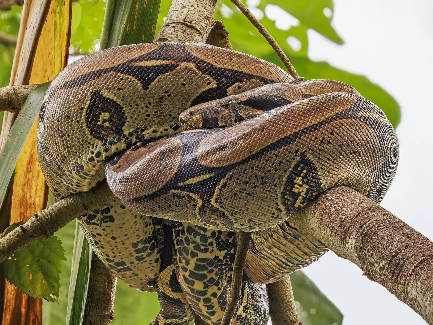 Boa constrictor (Boa constrictor)