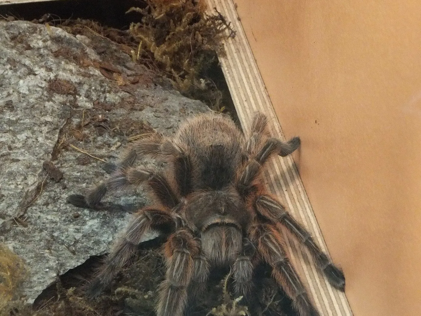 Chile-Rosa Vogelspinne (Grammostola rosea) auf Stein im Terrarium