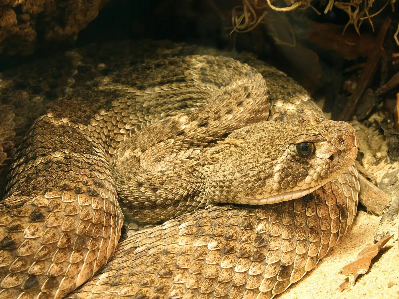 Diamant-Klapperschlange (Crotalus atrox)