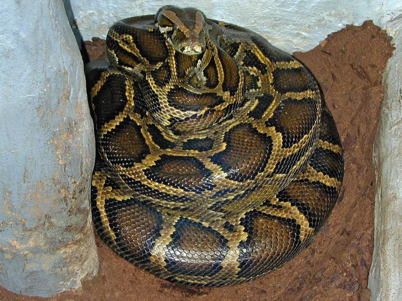 Dunkler Tigerpython (Python bivittatus)