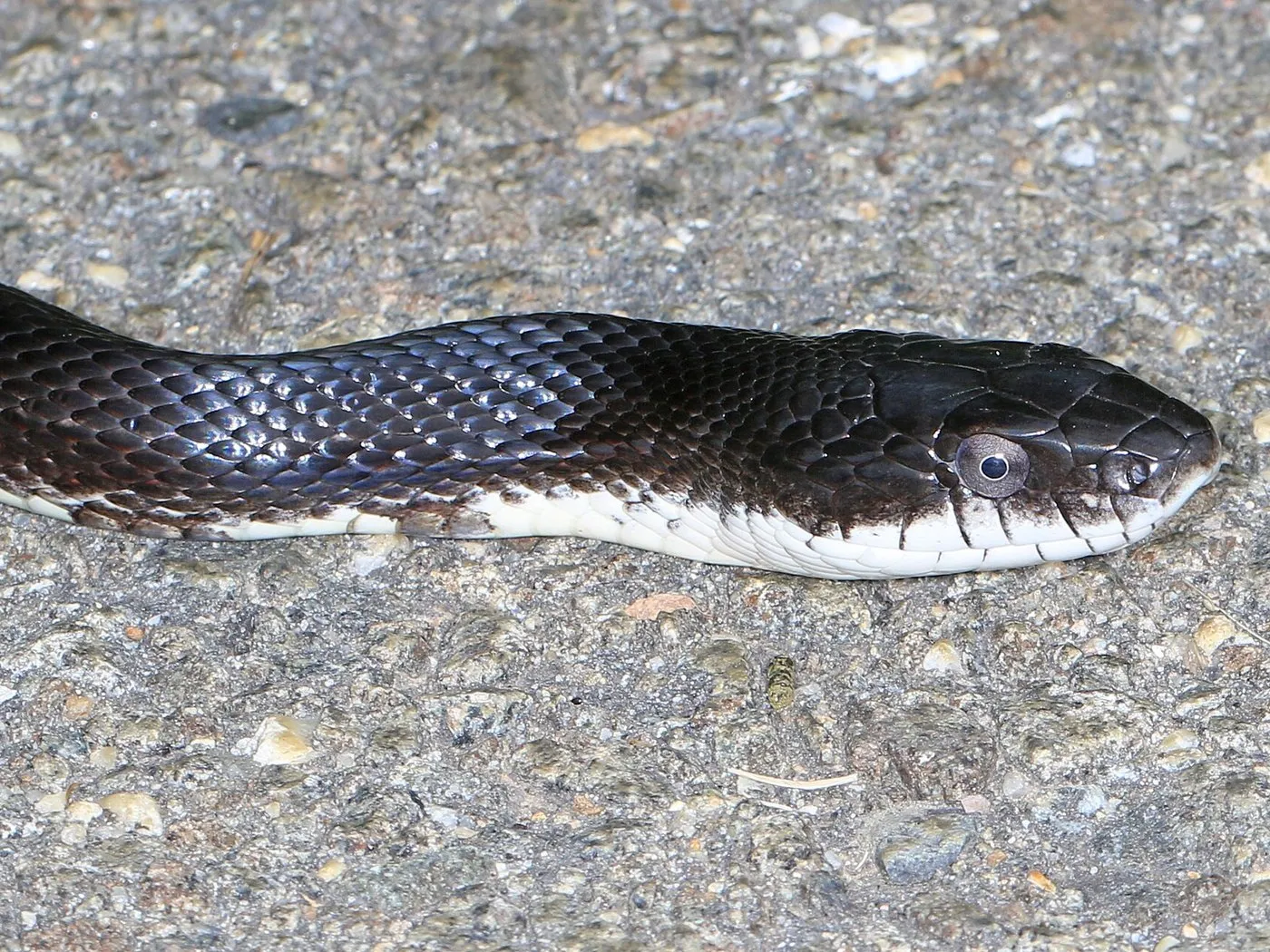 Texas-Erdnatter (Pantherophis obsoletus)