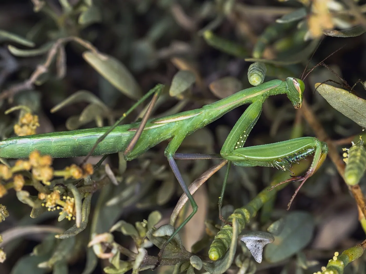 Europäische Gottesanbeterin (Mantis religiosa)