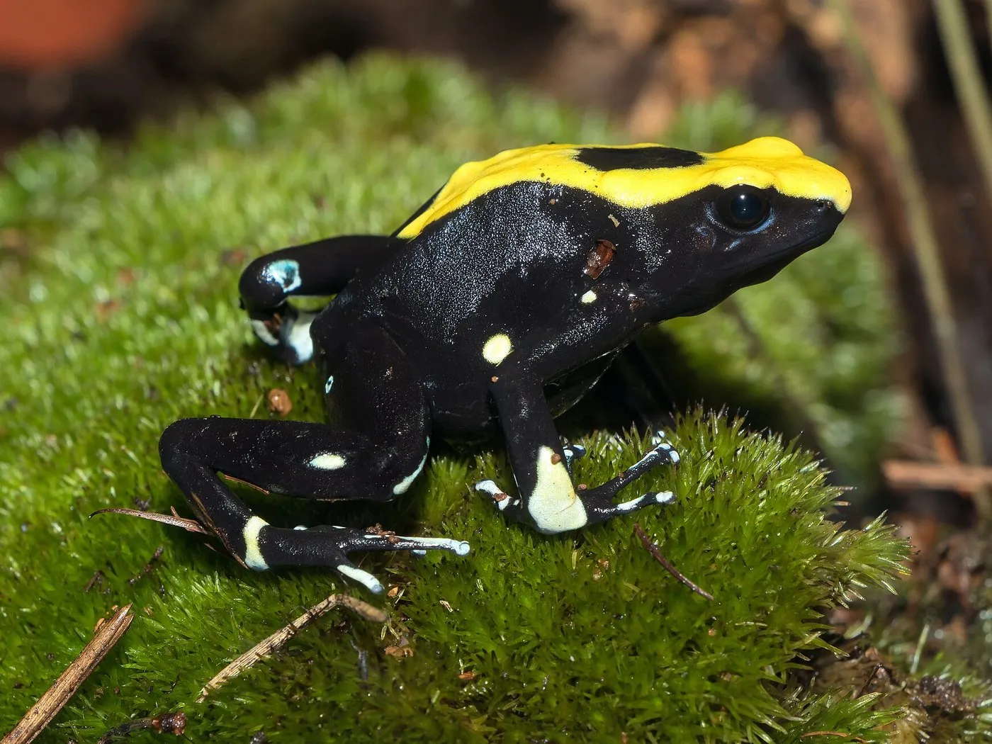 Färberfrosch (Dendrobates tinctorius)