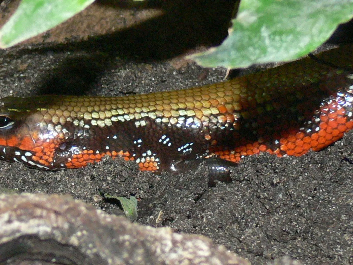 Feuerskink (Lepidothyris fernandi)