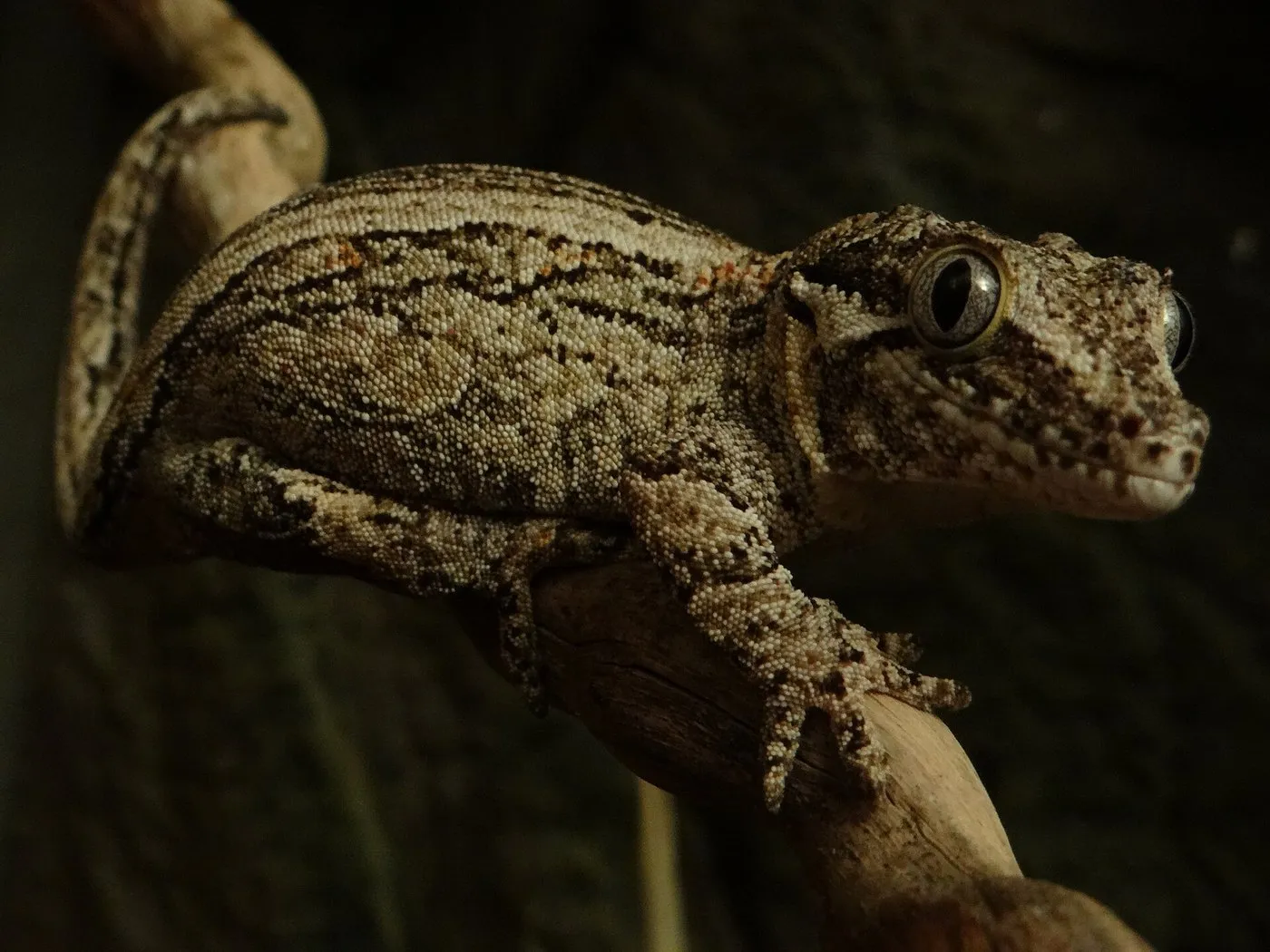 Gargoyle-Gecko (Rhacodactylus auriculatus) auf einem Ast