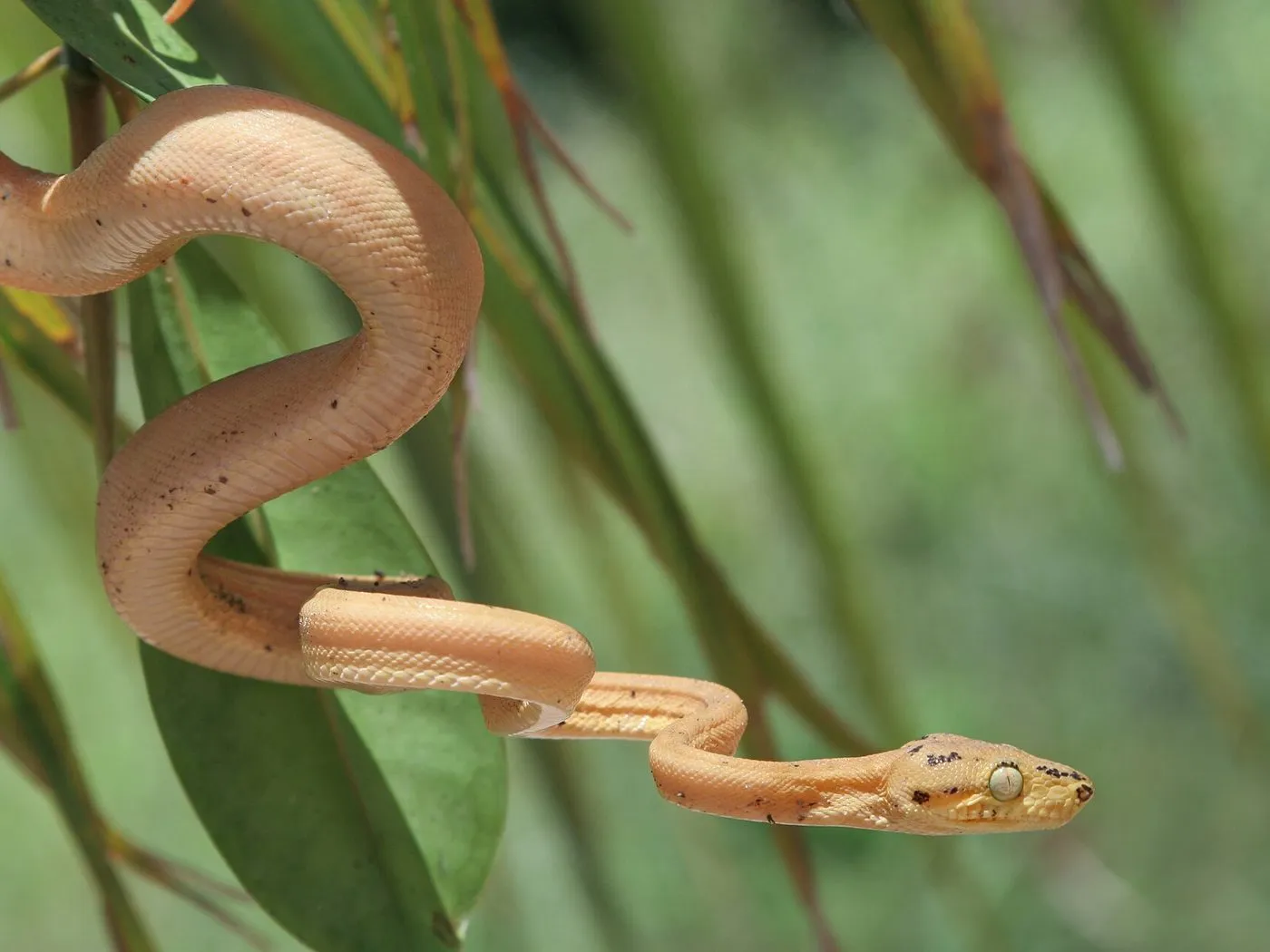 Gartenboa (Corallus hortulanus)