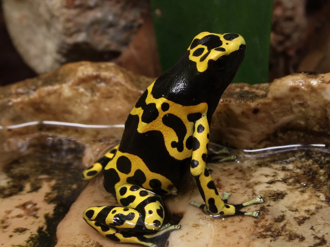 Gelbgebänderter Baumsteiger (Dendrobates leucomelas)