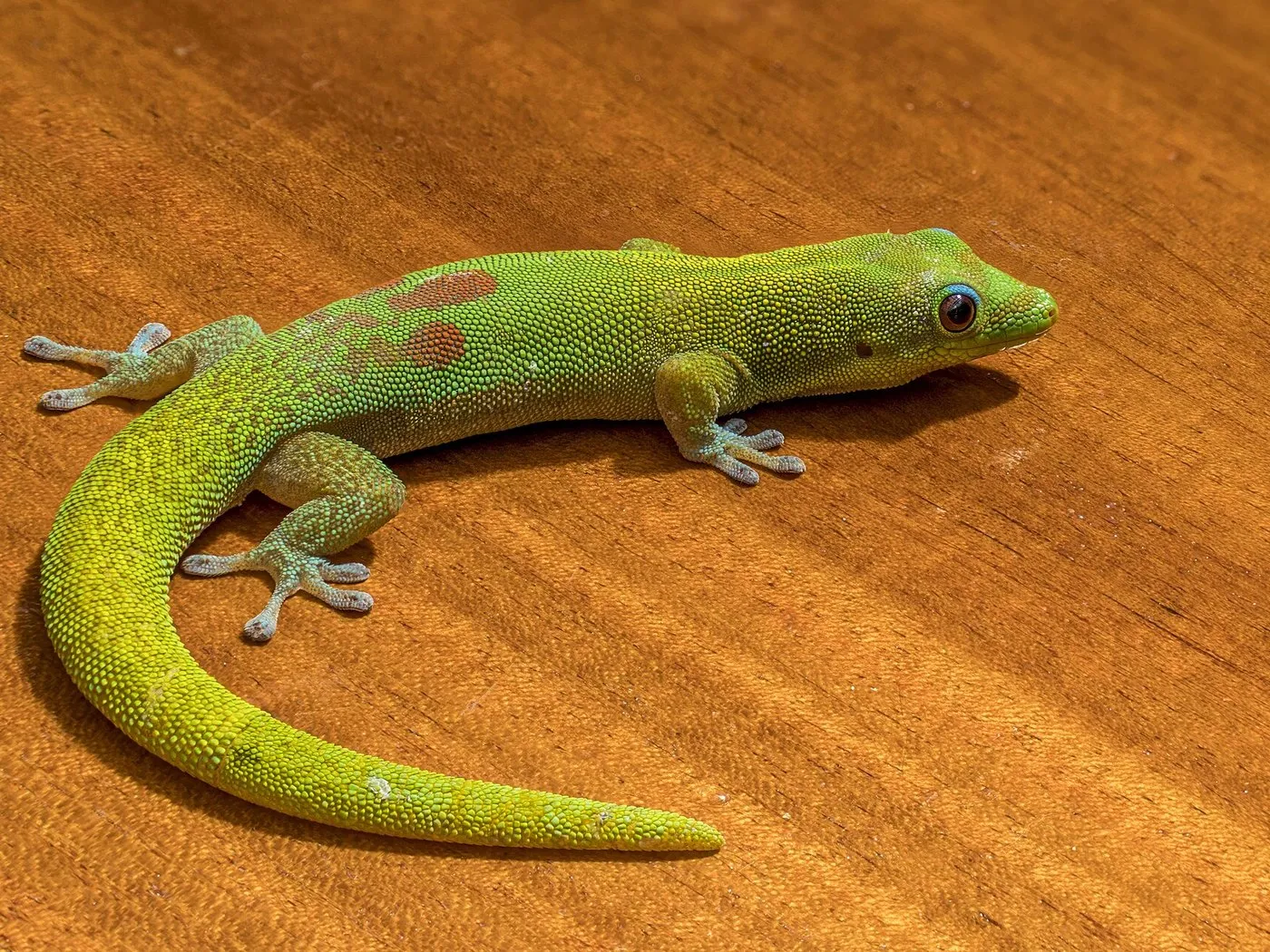 Goldstaub-Taggecko (Phelsuma laticauda)