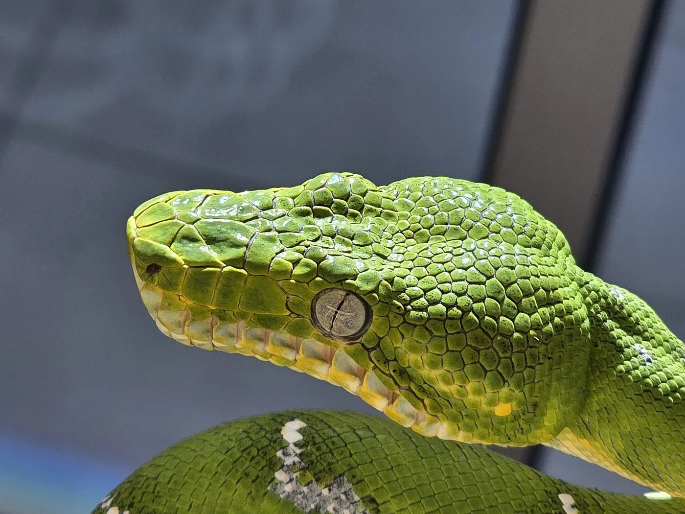 Grüne Hundskopfboa (Corallus caninus)