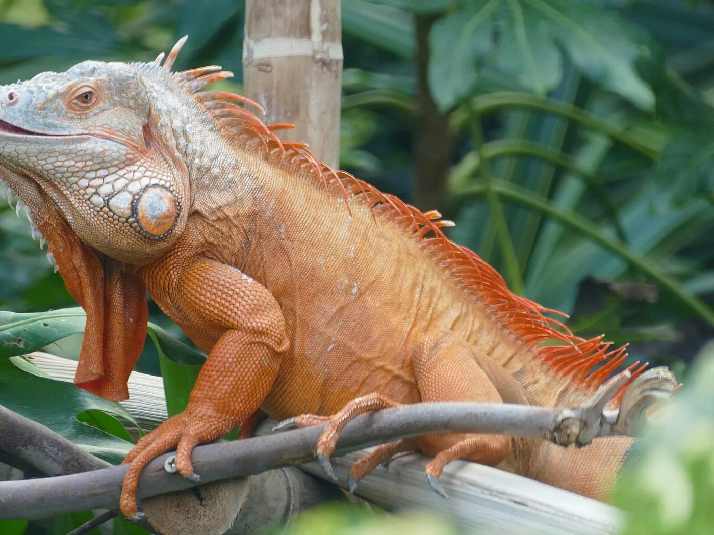 Grüner Leguan (Iguana iguana)