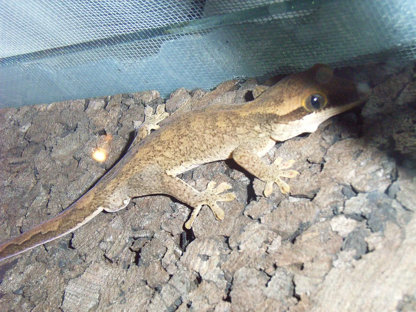 Höckerkopfgecko (Correlophus sarasinorum)