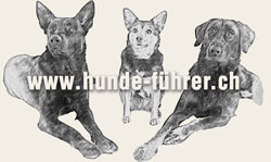 Hunde-Führer