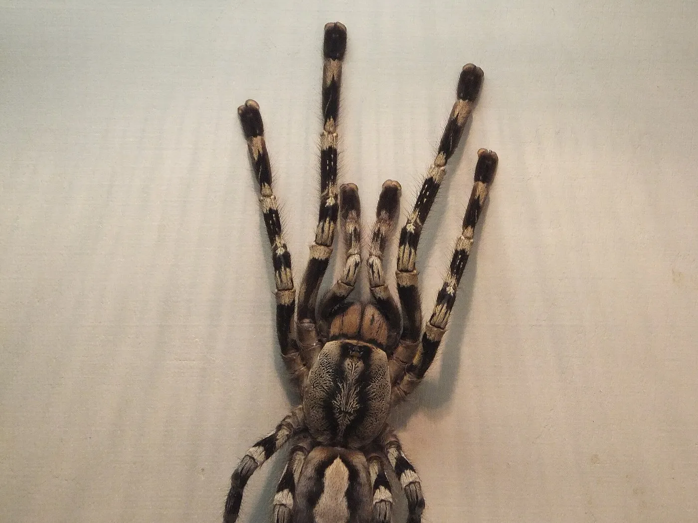 Indische Ornament-Vogelspinne (Poecilotheria regalis) mit rindenartiger Zeichnung