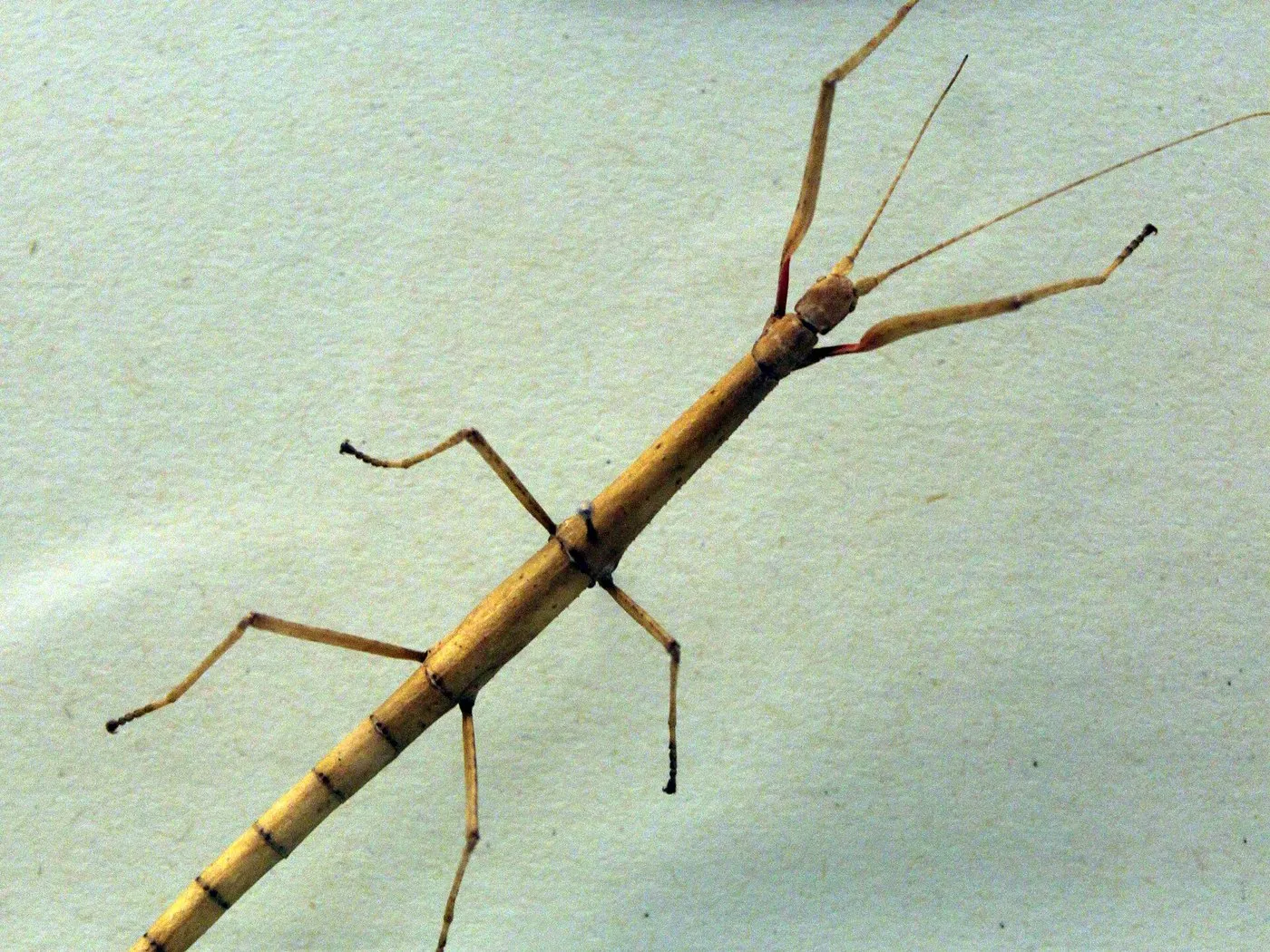 Indische Stabschrecke (Carausius morosus)