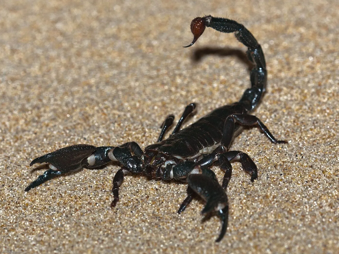 Kaiserskorpion (Pandinus imperator)