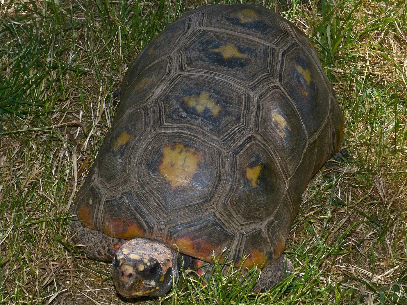 Köhlerschildkröte (Chelonoidis carbonarius)