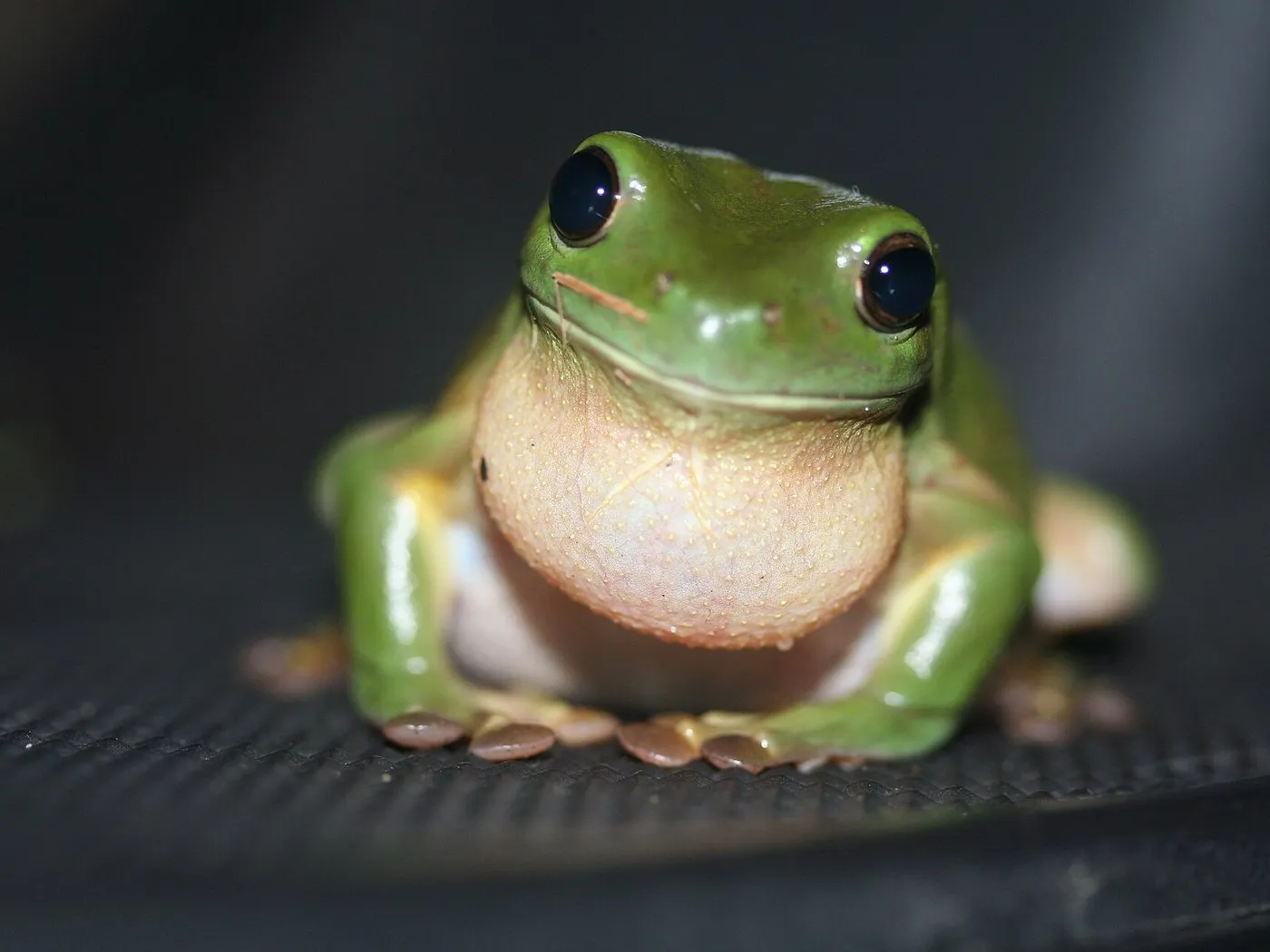 Korallenfinger-Laubfrosch (Litoria caerulea) von vorn
