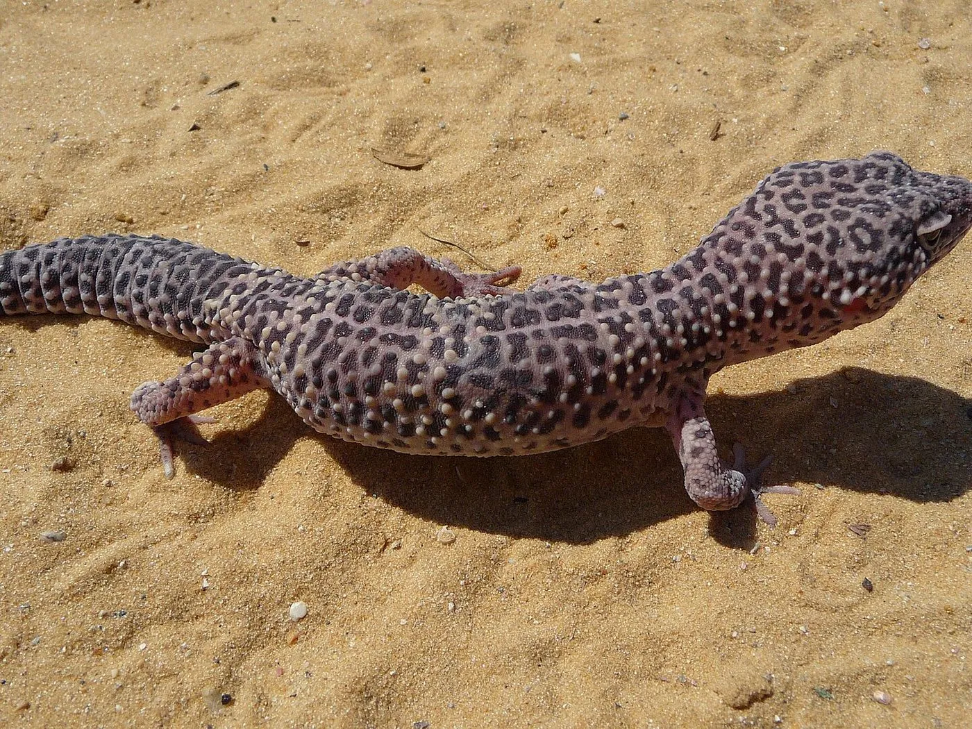 Leopardgecko (Eublepharis macularius)