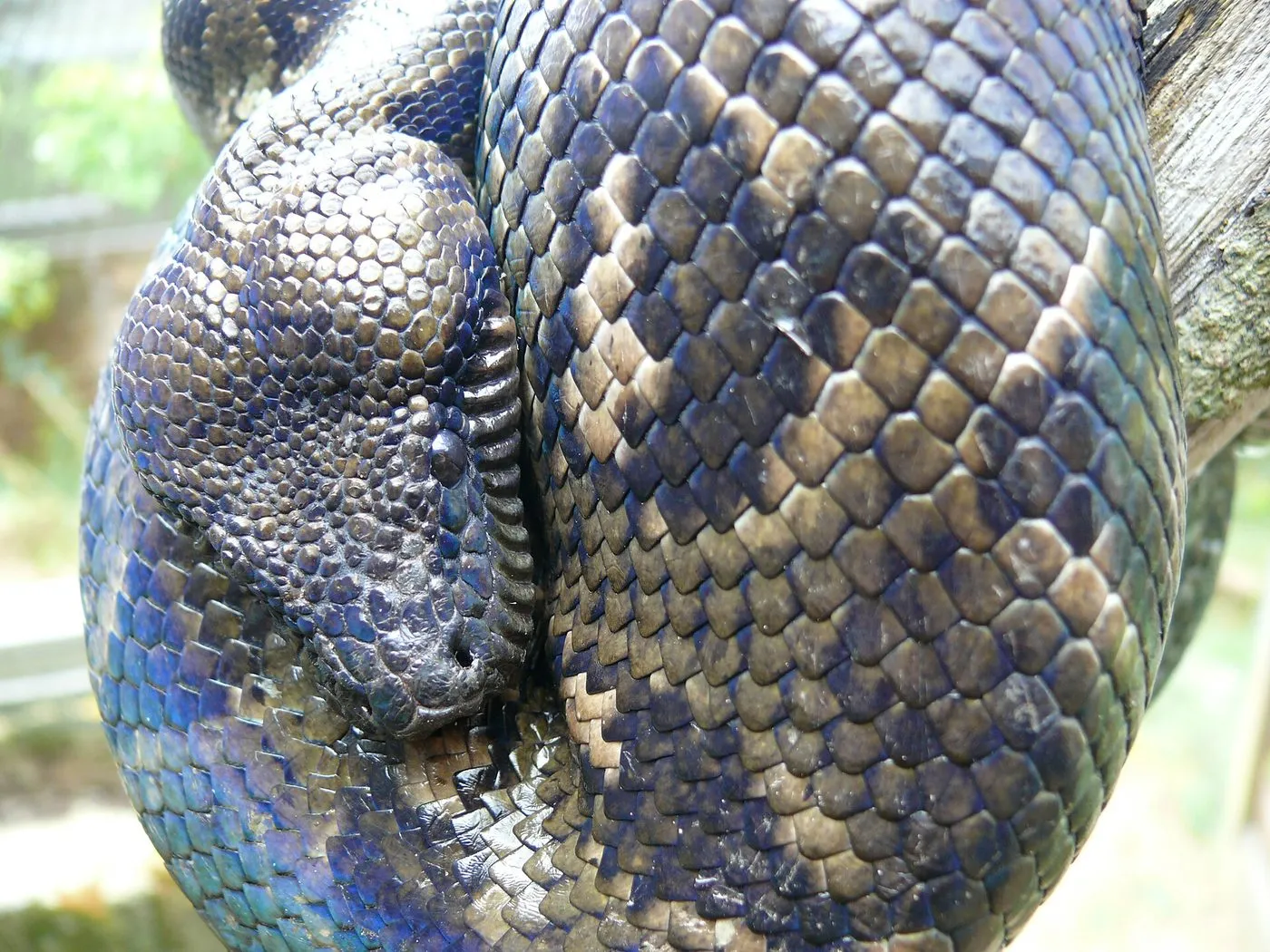 Madagaskar-Hundskopfboa (Sanzinia madagascariensis)
