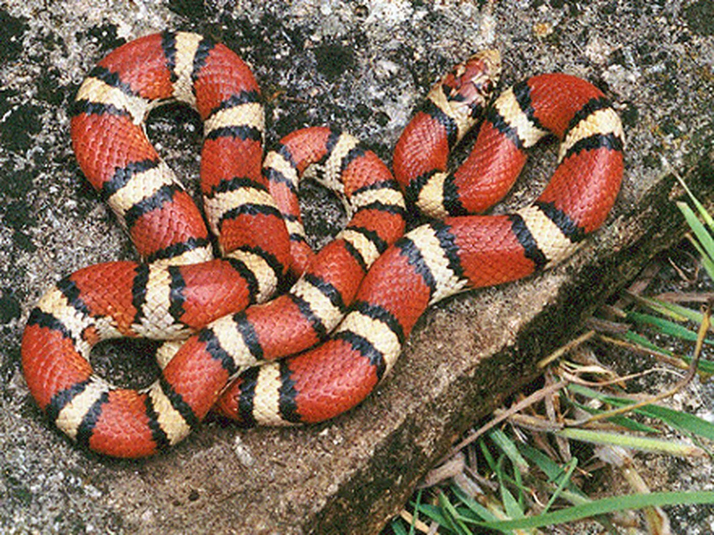 Milchschlange (Lampropeltis triangulum)