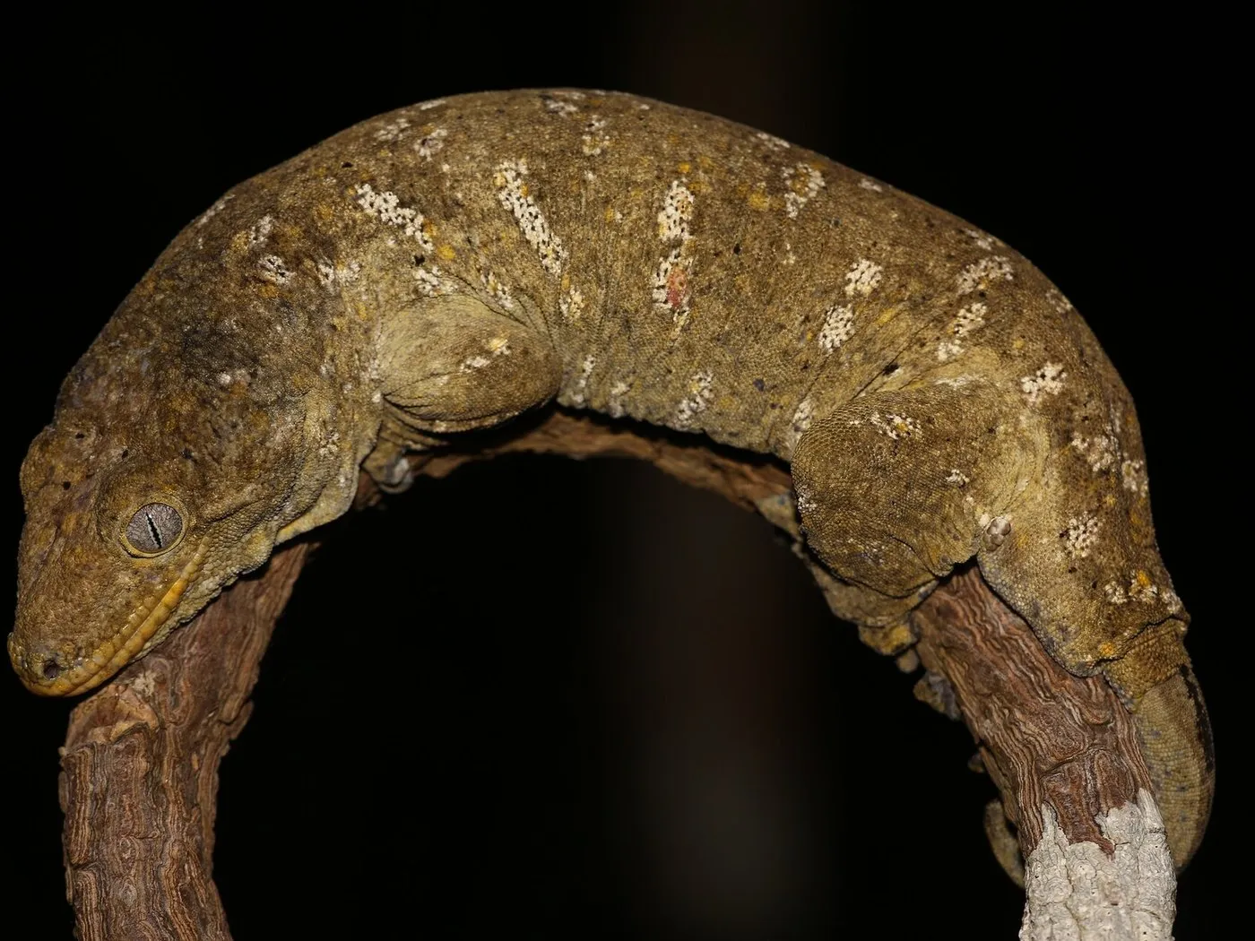 Neukaledonischer Riesengecko (Rhacodactylus leachianus) auf einem Ast