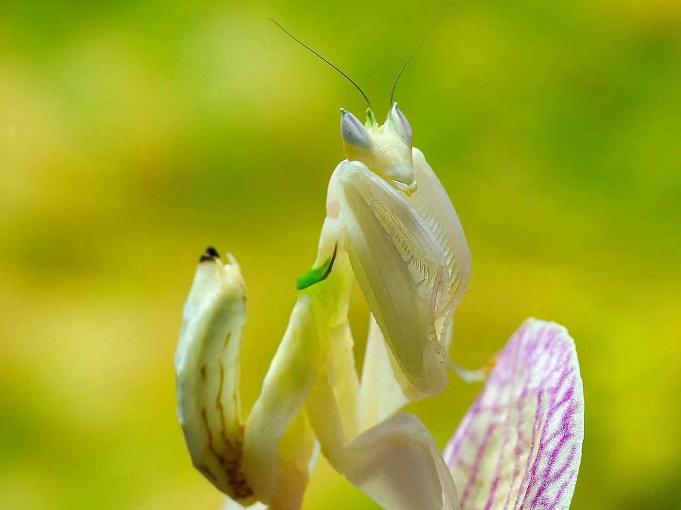Orchideenmantis (Hymenopus coronatus)