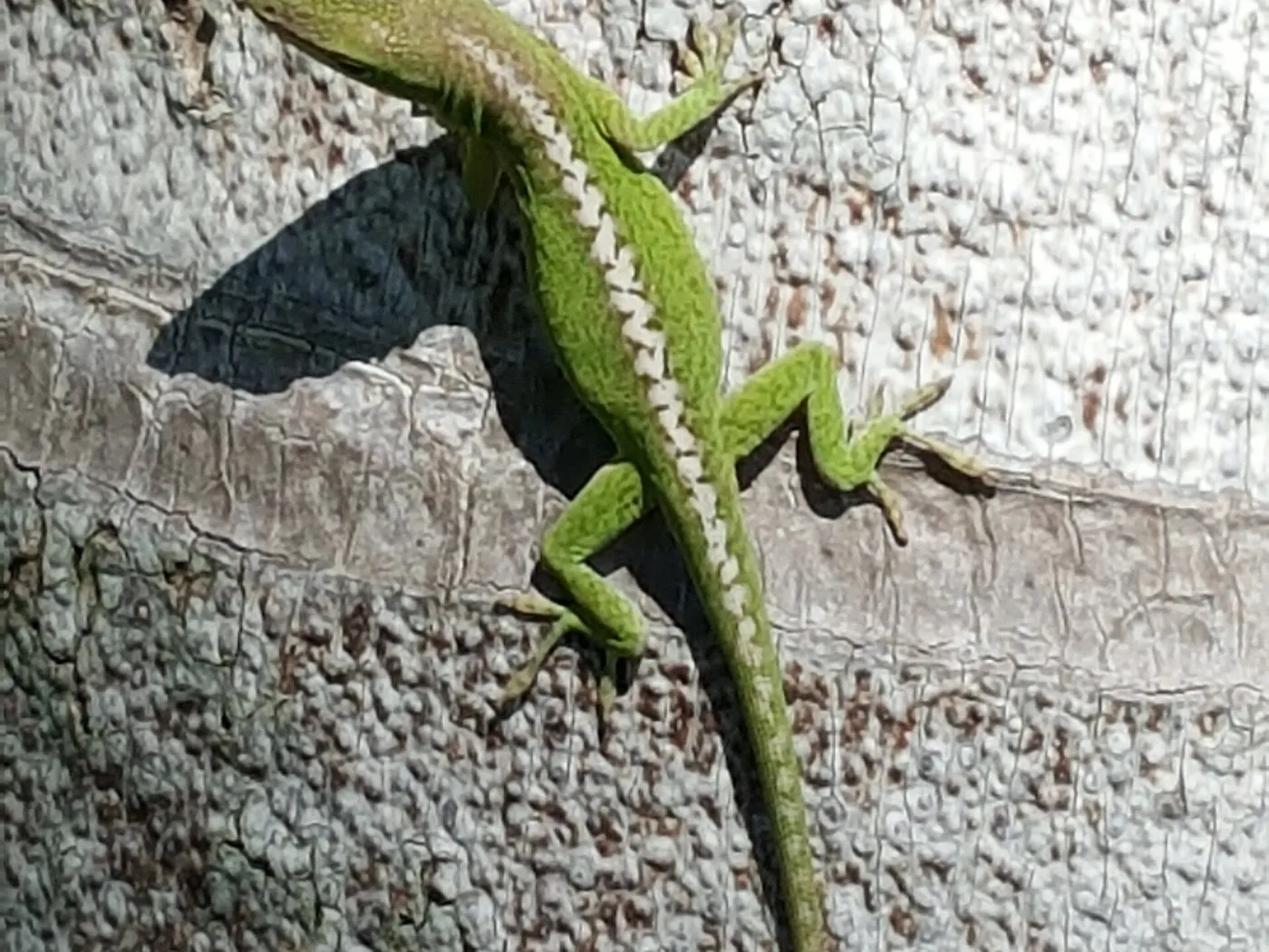 Rotkehlanolis (Anolis carolinensis) an einem Baumstamm