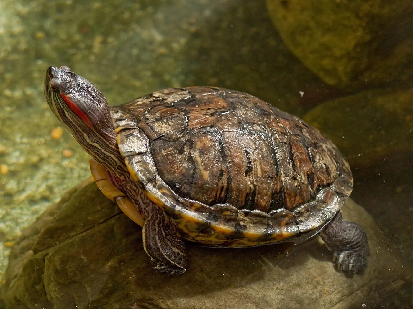Rotwangen-Schmuckschildkröte (Trachemys scripta elegans)