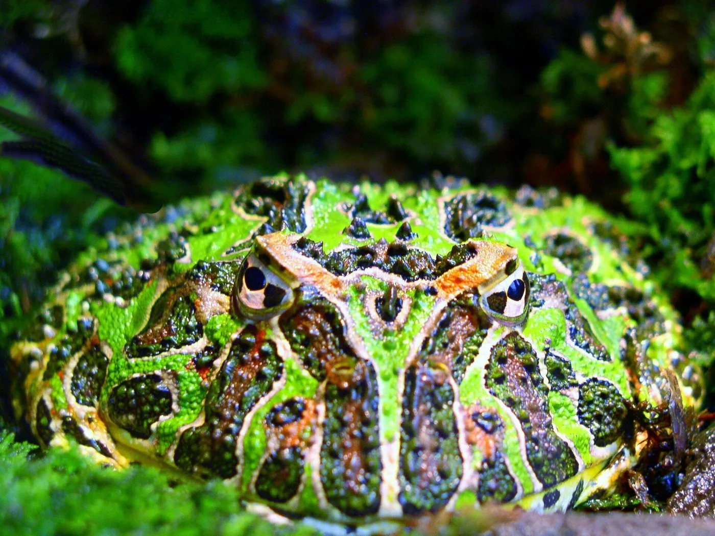 Schmuckhornfrosch (Ceratophrys ornata) auf Moos