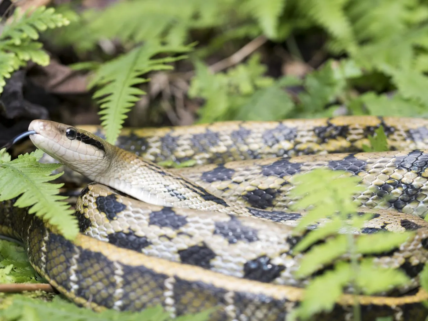 Schönnatter (Orthriophis taeniurus)