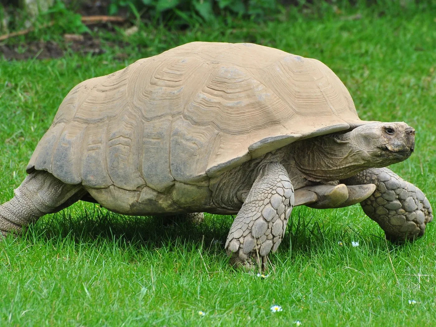 African spurred tortoise (Centrochelys sulcata)
