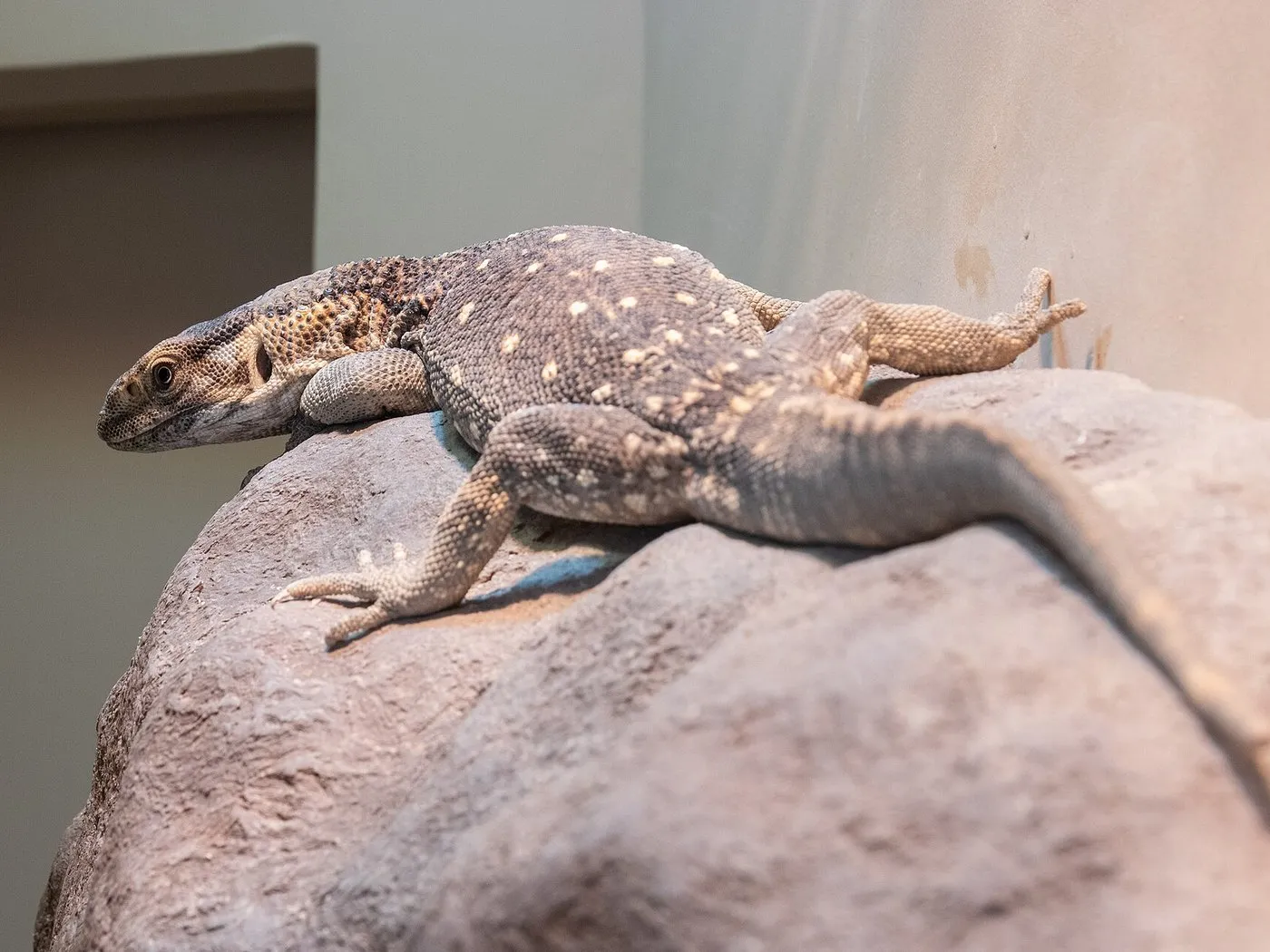 Steppenwaran (Varanus exanthematicus)