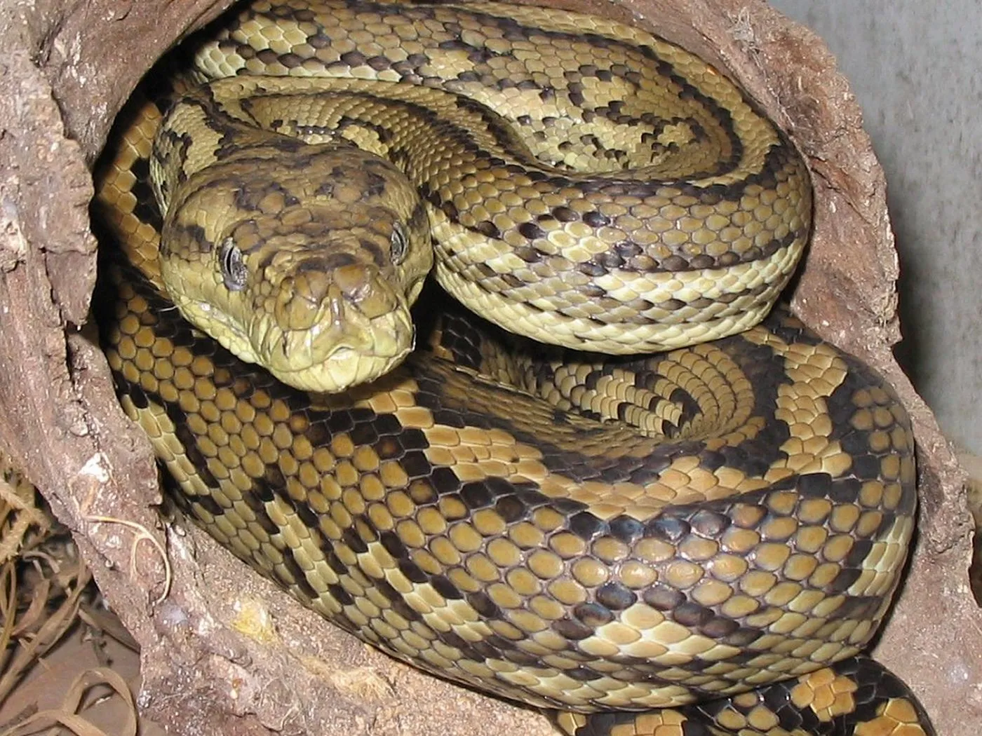 Teppichpython (Morelia spilota)