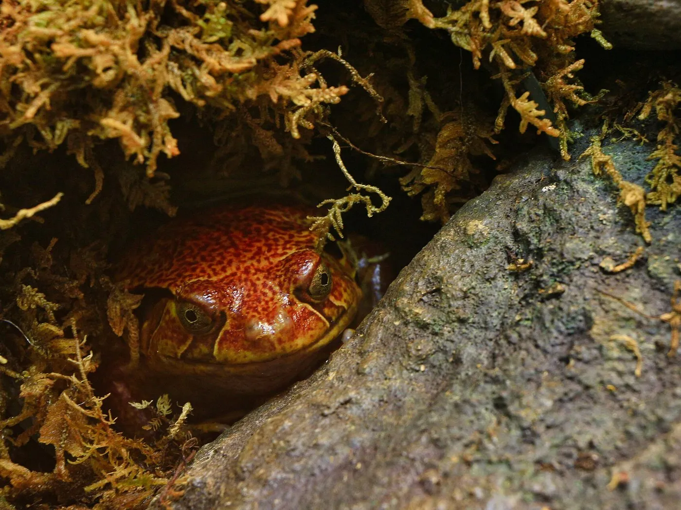 Tomatenfrosch (Dyscophus guineti)