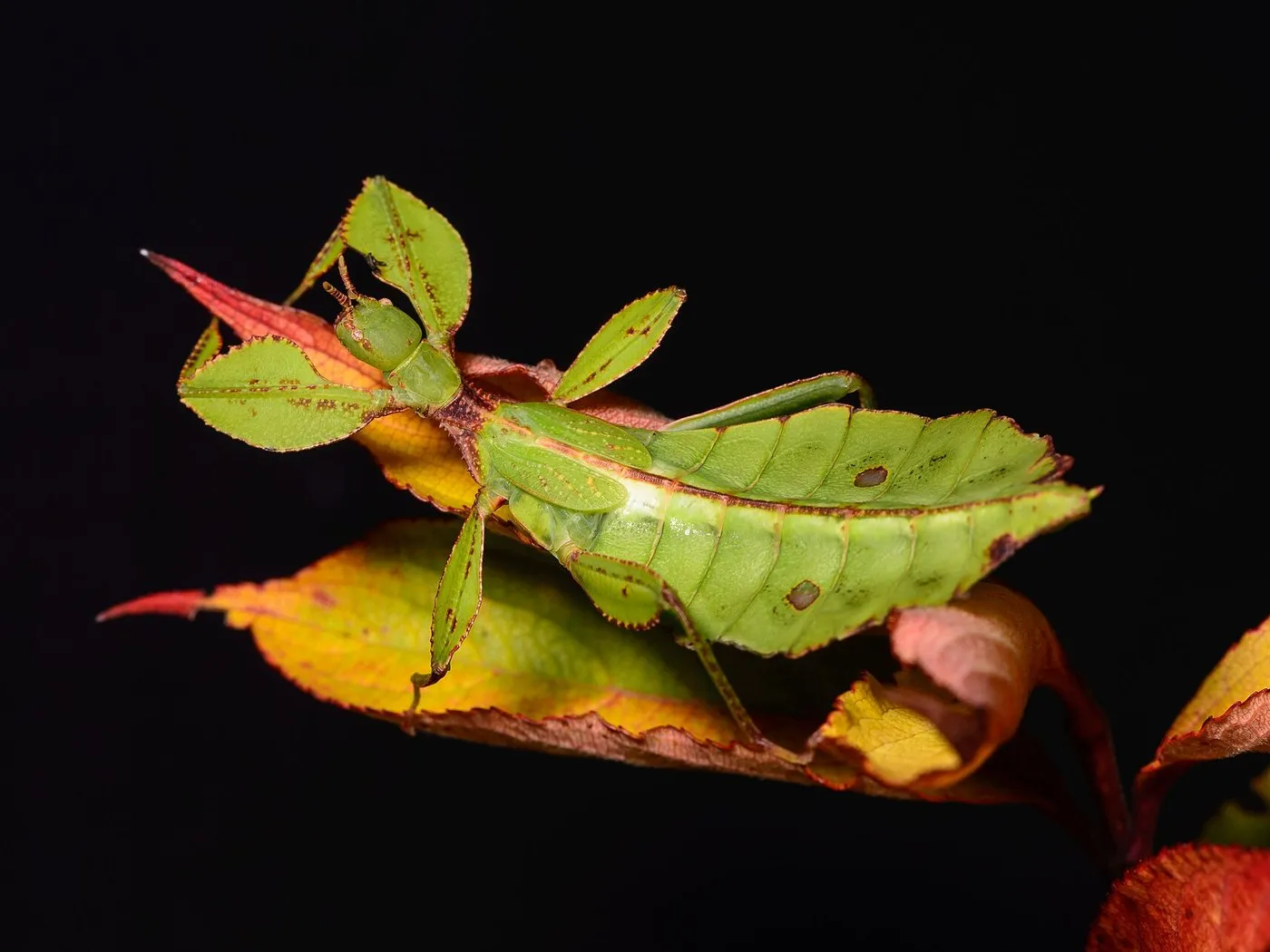 Wandelndes Blatt (Phyllium philippinicum)