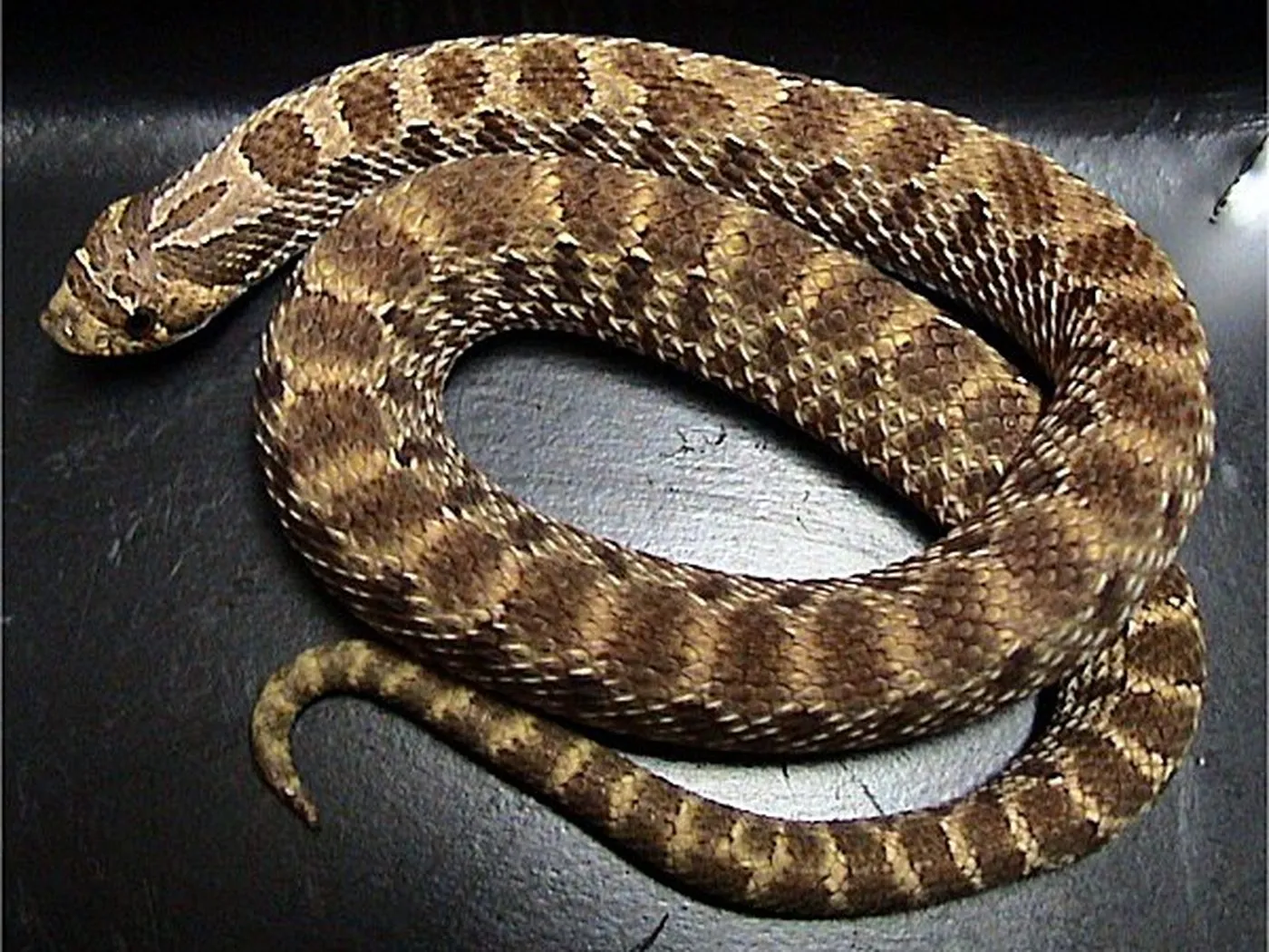 Westliche Hakennasennatter (Heterodon nasicus)
