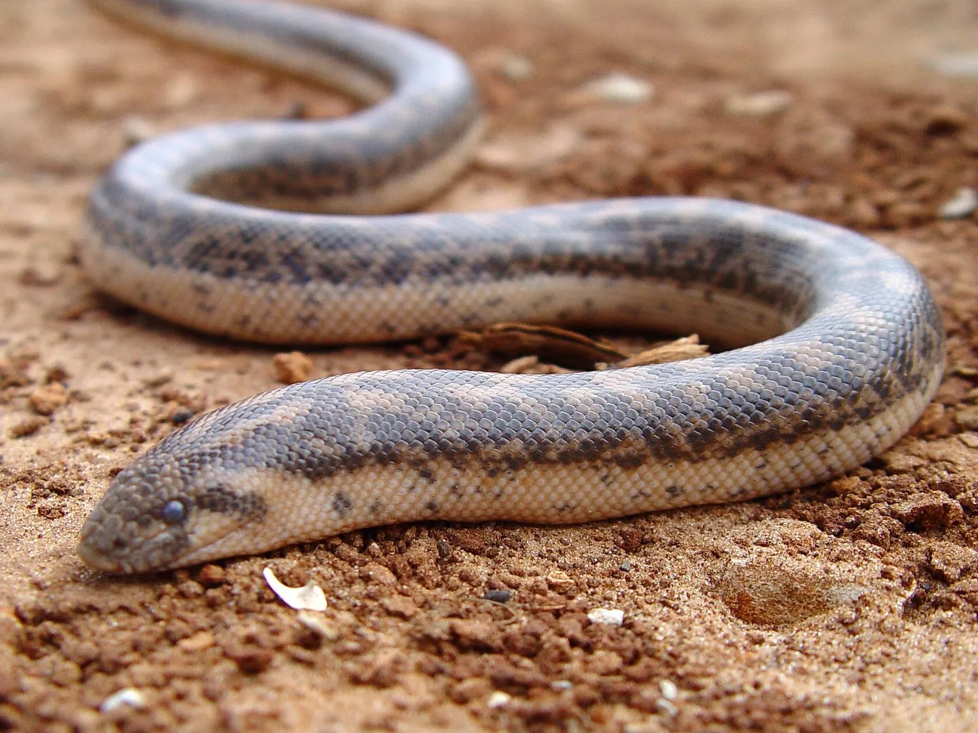 Westliche Sandboa (Eryx jaculus)