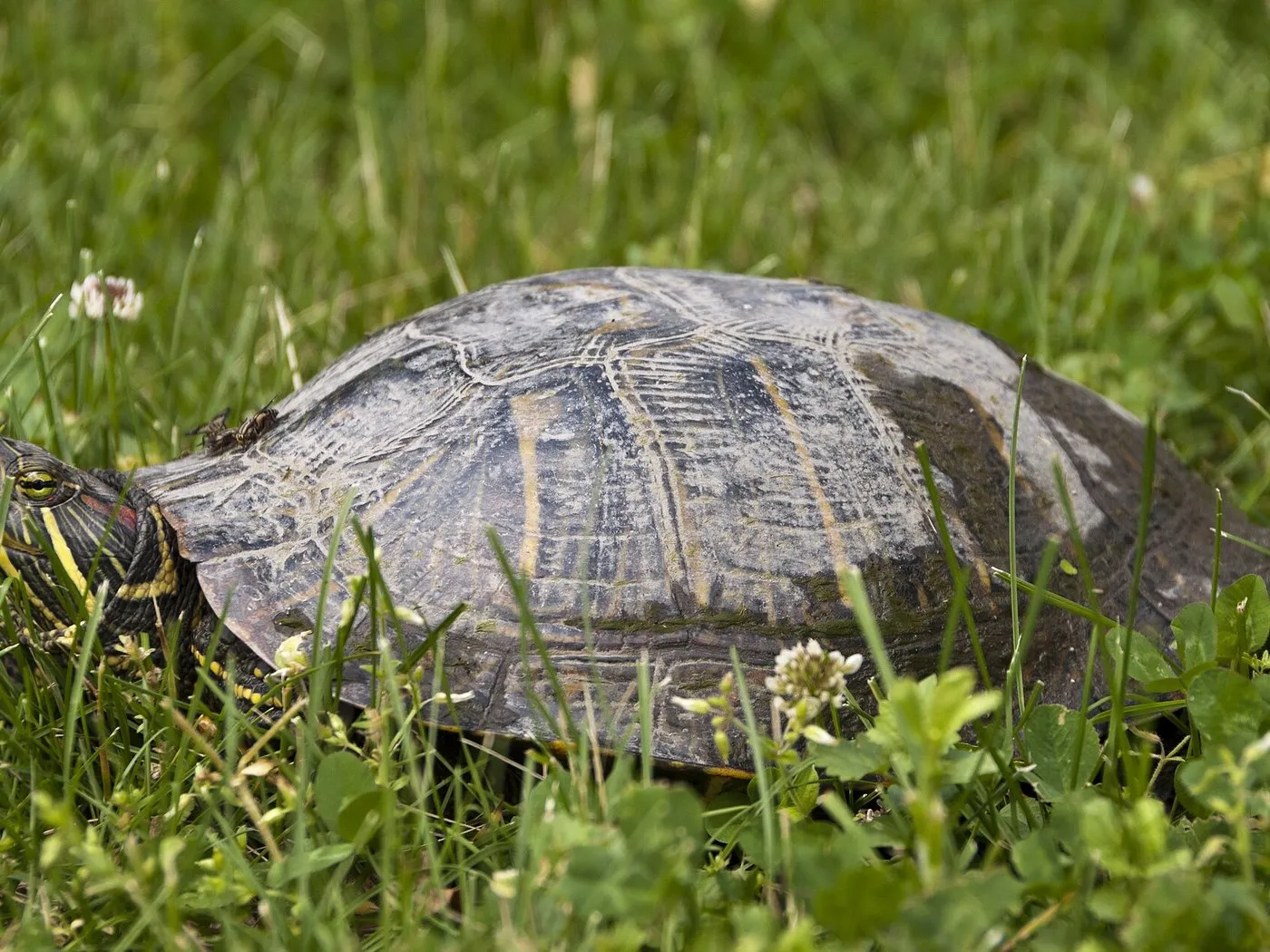 Zierschildkröte (Chrysemys picta)