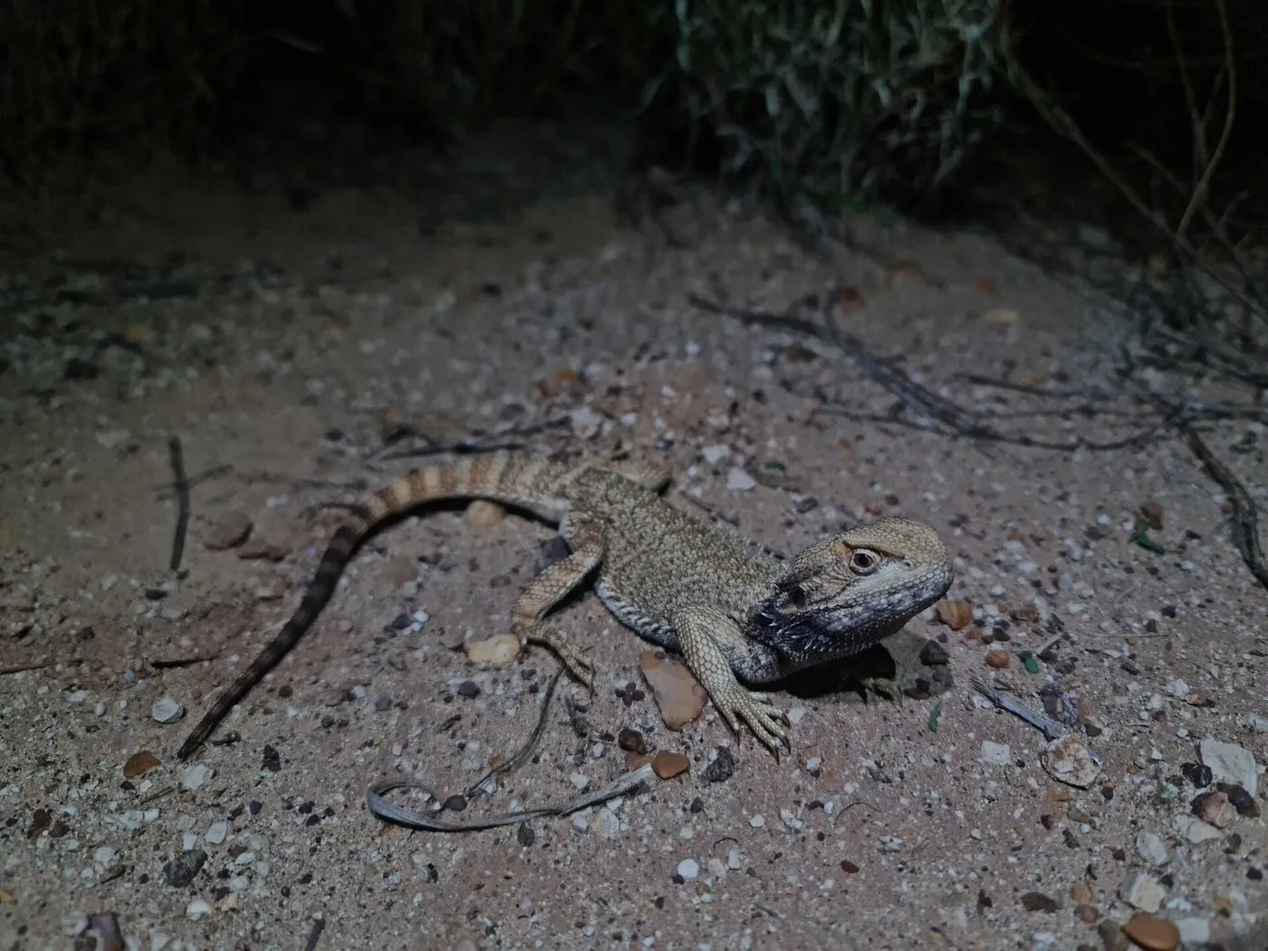 Zwergbartagame (Pogona henrylawsoni) auf sandigem Boden